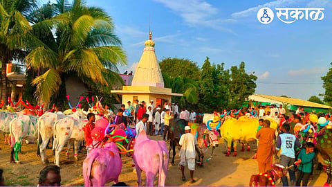 Beyond Caste and Religion Hindu Muslim Brothers Celebrate Bail Pola festival Together in Amalner