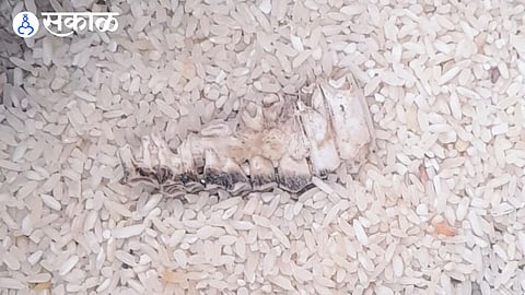 Shock in Ration Distribution Set of Seven to Eight Teeth Found in Rice