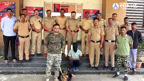 Police dog Jack tracks down thief hiding in sugarcane.