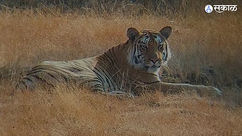 Gadchiroli Tiger Attack : 