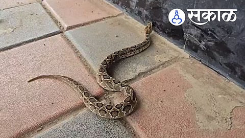 Lasalgaon Snake Rescue