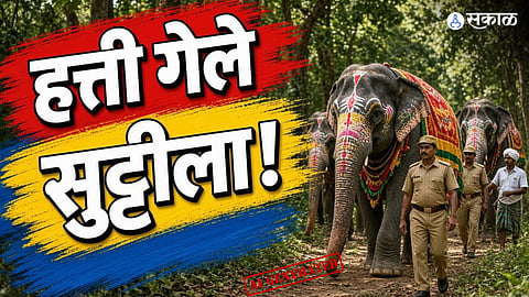 Kanha Jungle