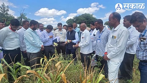 Collector Vinay Gowda watching crop