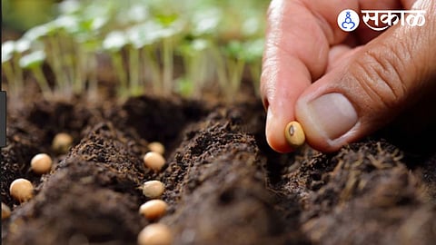 Mahabeej Seeds Complaint