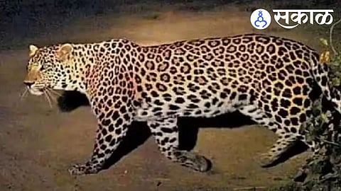 Karad Leopard Incident