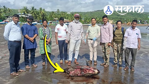 Harnai Beach News