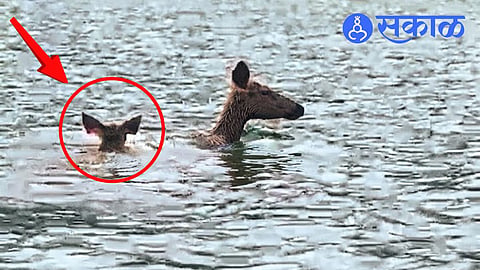 Sambhar and Fawn Captured on Camera
