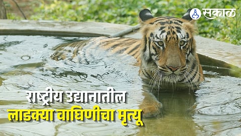 SGNP Bijli Tigress Death