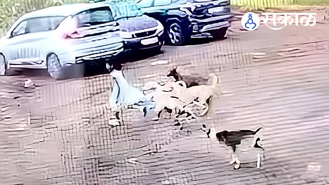 Rising Terror of Stray Dogs in Ashtavinayak Shrine Pali
