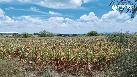 Rain Deficit Damages Kharif Crops in Satara Man Khatav and Other Talukas Look to Crop Insurance for Compensation
