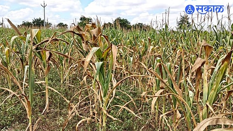Kannad Farmers Face Crop Crisis As Rain Stays Away For One And Half Months Maize Soybean And Cotton Crops Under Stress