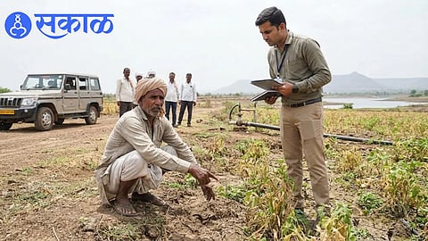 Nashik Rabi Season Update