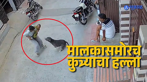 Not Pitbull, It Was American Bully: Baby Attack Goes Viral
