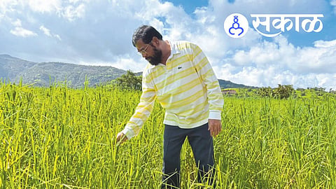 Eknath Shinde Announces Crop Damage Panchanamas From October 5