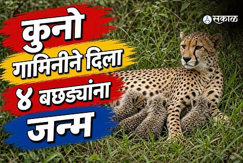 Kuno Cheetah