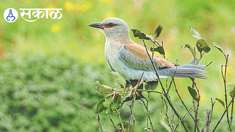 European Roller sighting in Chowkul Sindhudurg