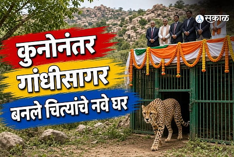 madhya pradesh gandhisagar cheetah