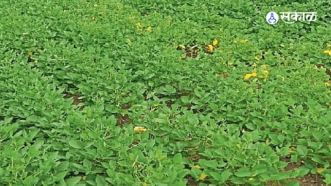 Farmers Try to Provide Water to Soybean Crops