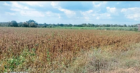 Farmers Face Economic Difficulties After Crop Loss