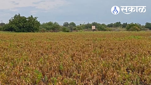 Ausа Drought Crisis