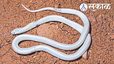 Albino Common Krait in Sindhudurg