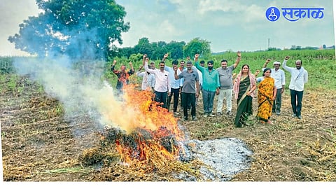 Farmer Vaijnath Suryawanshi burns his soybean crop in Dabhad over crop loss.