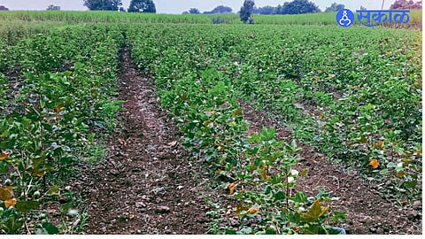 Hingoli Cotton Crop