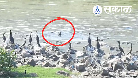 Rare Smooth-Coated Otters Spotted in Sangli