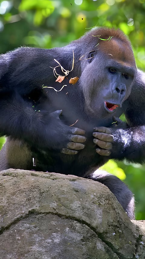 Why Do Gorillas Beat Their Chests?