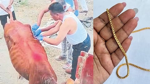bull swallowed gold necklace