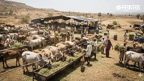 Maharashtra Drought Fodder Camp