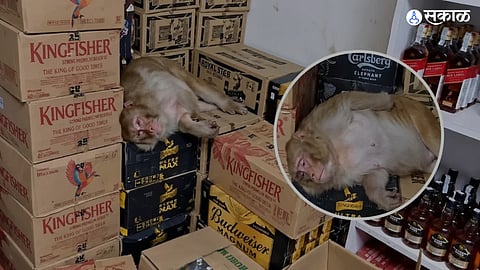 Monkey Enters Wine Shop in Ranchi 