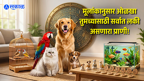 Numerology; Lucky Pets to Bring Prosperity and Good Luck