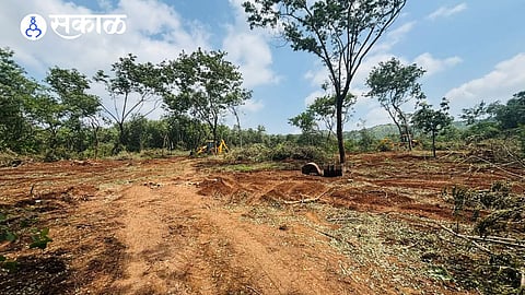 katraj ghat tree cutting by forest department