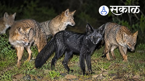 Rare Wildlife Sighting in Kolhapur