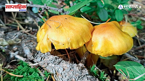 Fungal Diversity in Nature