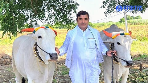 Khanderao Bakal Chooses Bullock Pair Over Tractors And Continues A 22 Year Farming Tradition After Raja Dies In Nanded Village