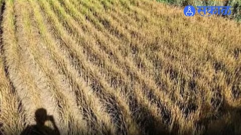 Mulshi Rice Crop Crisis Farmers Demand Drought Relief as Lack of Rain Threatens Agriculture Across Pune District