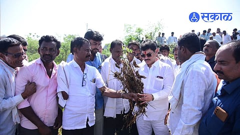 Beed Drought Crisis Dhananjay Munde Inspects Soybean Crop Damage and Promises Follow Up for Immediate Farmer Relief