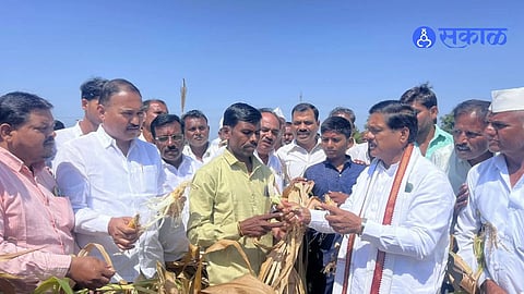 Rainfall Deficit Hits Gangapur Crops Kalyanrao Kale Meets Farmers and Demands One Lakh Rupees Compensation Per Hectare