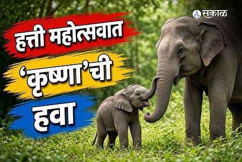 One-Year-Old Elephant Calf 'Krishna' Steals the Show at Bandhavgarh Festival