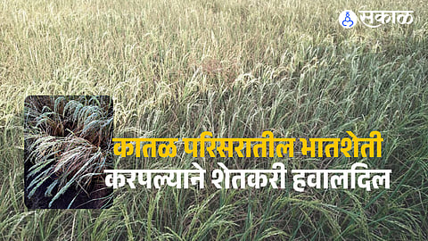 Konkan Paddy Farming Faces Severe Crisis Due to Deficient Rainfall and El Niño Effect