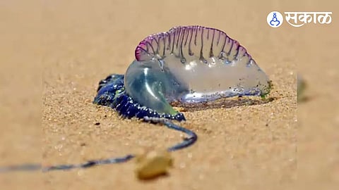 Jellyfish found on Shrivardhan beach 