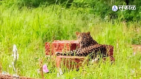 Chiplun News Leopard Seen Sitting On Laterite Rocks During Crop Inspection In Pedhambe Creates Fear