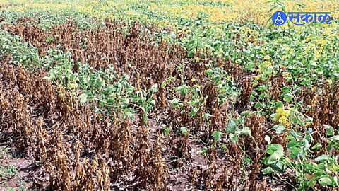 Beed Drought