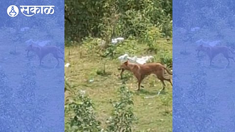 dog bite