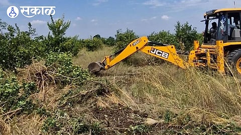 Farmer Sandip Wagh removed the sweet lime trees from a 1.5-acre section of his farm using a JCB.