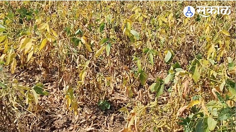 Agriculture Loss by No Rain
