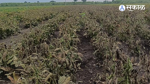 Malicious Act Destroys Soybean Crop in Saidapur; Weedy Herbicide Sprayed