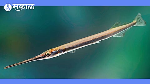 garfish